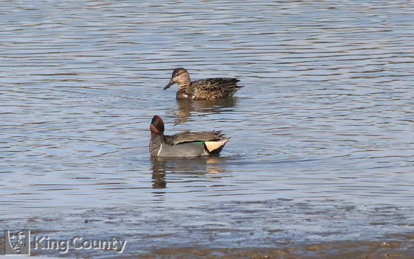 Photo of Green-Winged Teal - Anas crecca